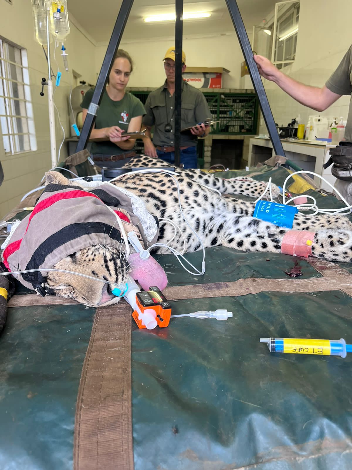 Wildlifevets Externship